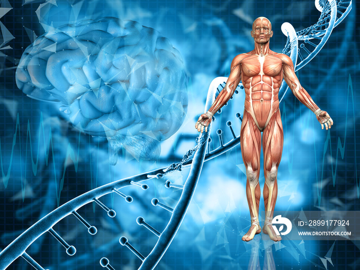 具有男性身材、DNA链和大脑的3D医学背景