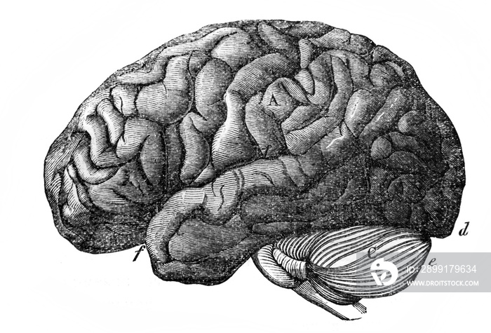 The brain of human from a side in the old book the Antiquity of man, by C. Lyell, 1864, St. Petersbu