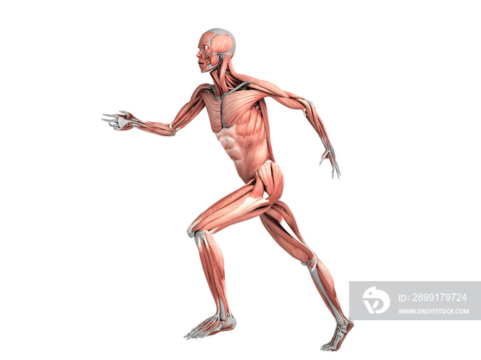 medically accurate illustration of a human muscle system run pose 3d rendered on white no shadow