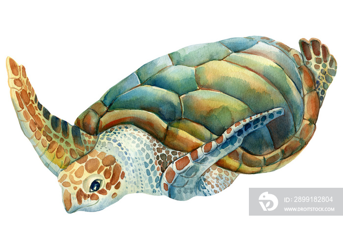 Sea turtle on an isolated white background. Watercolor drawing