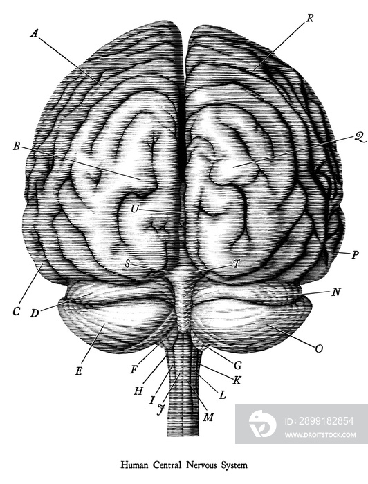 Antique illustration of human brain engraving style isolated on white background
