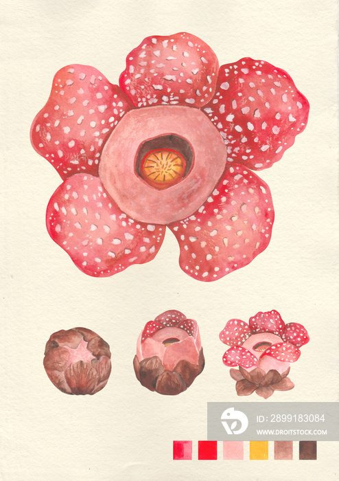 水彩植物菲律宾植物Rafflesia mira
