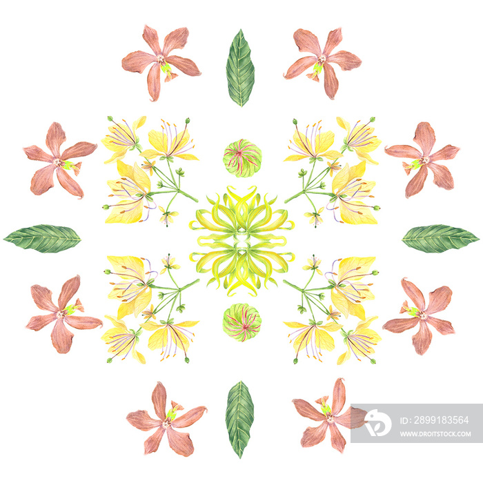 watercolor Philippine flora mandala Ylang ylang crateva religiosa phalaenopsis pulchra