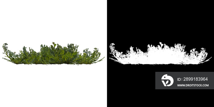 树（卷柏柽柳）png的前视图，带有alpha通道，用于剪切3D渲染