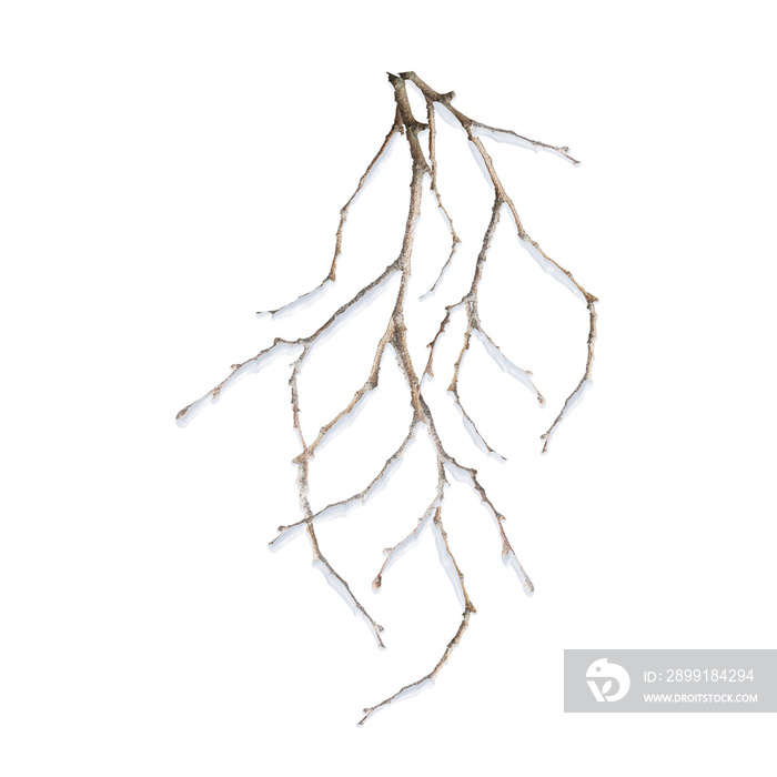 Winter frozen tree branch Photo element s, Photoshop element , pine icy snow branch, png