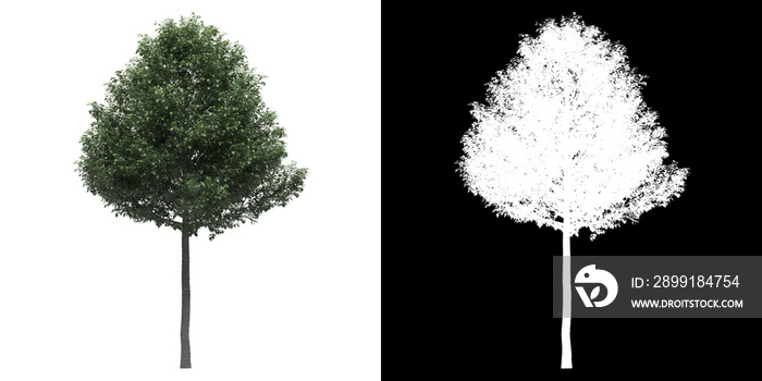 树（胡杨）的左视图png，带alpha通道到剪切3D渲染