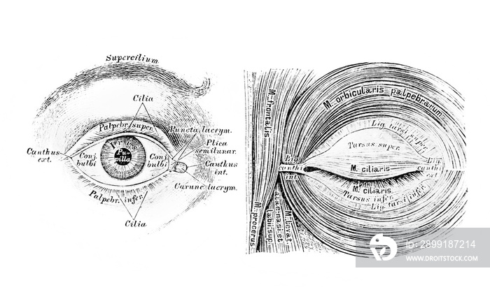 The illustration of the eye and muscles of the eyelid cleft