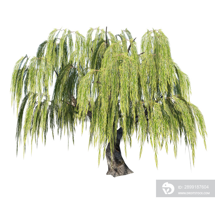 Front view of Plant (Salix babylonica Weeping willow 1) Tree white background 3D Rendering Ilustraci