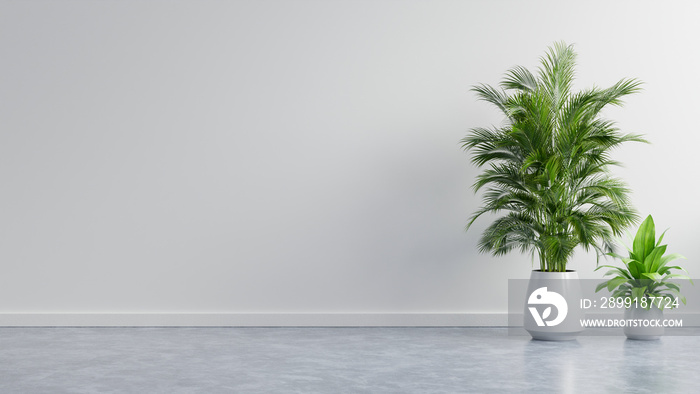 White wall empty room with plants on a floor.