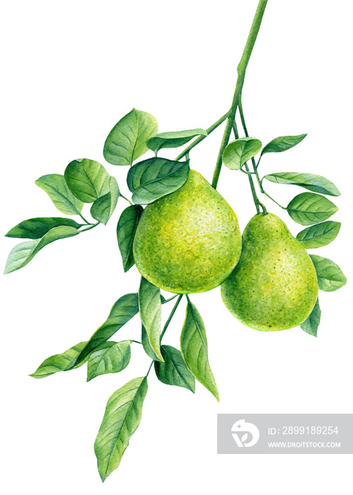 水彩画佛手柑枝条，白色背景下的柑橘类水果，植物插图