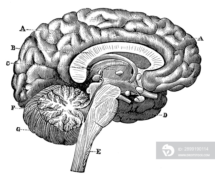 Vertical section of the brain through the two hemispheres. Illustration of the 19th century. Germany