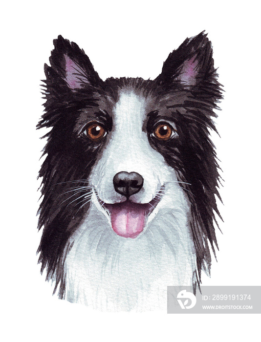 Watercolor illustration of a funny dog. Popular dog breed. Dog. Border Collie. Hand made character i