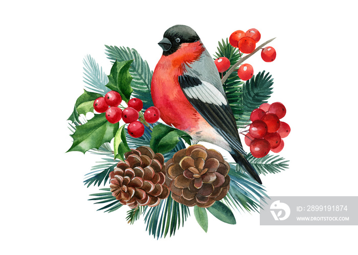 Watercolor Christmas composition. Bird bullfinch on isolated white background, festive design