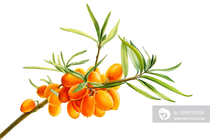 sea-buckthorn branch, orange berries on an isolated white background, watercolor drawing, botanical 