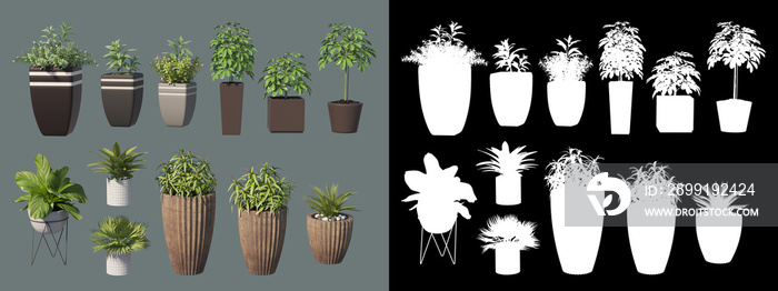 各种类型的装饰植物和盆栽植物