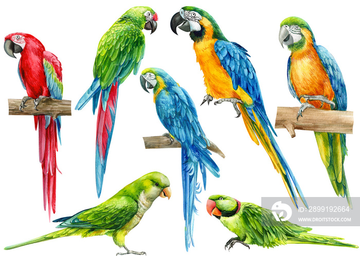 set of parrots, birds on an isolated white background, watercolor illustration, hand drawing