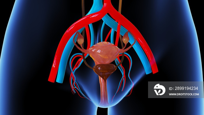 女性生殖系统解剖学3d