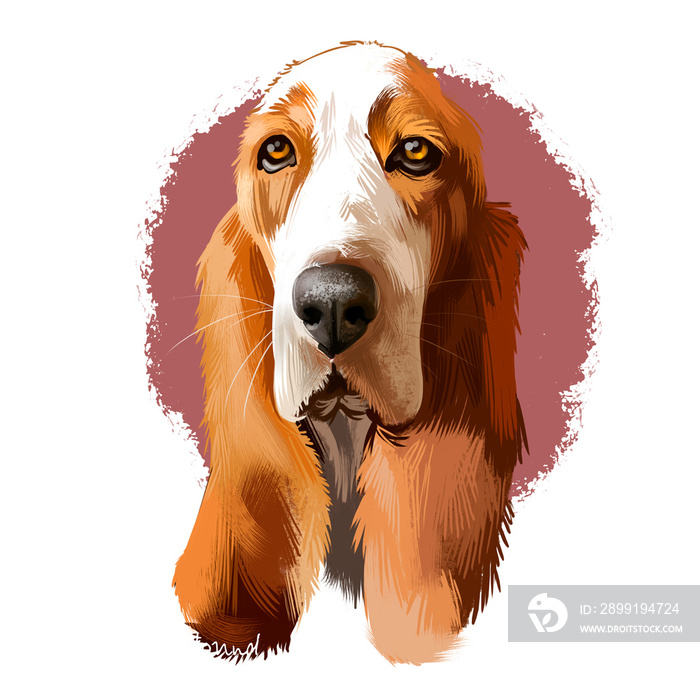 Basset Hound或Hush Puppy短腿品种气味猎犬家庭犬数字艺术插图隔离