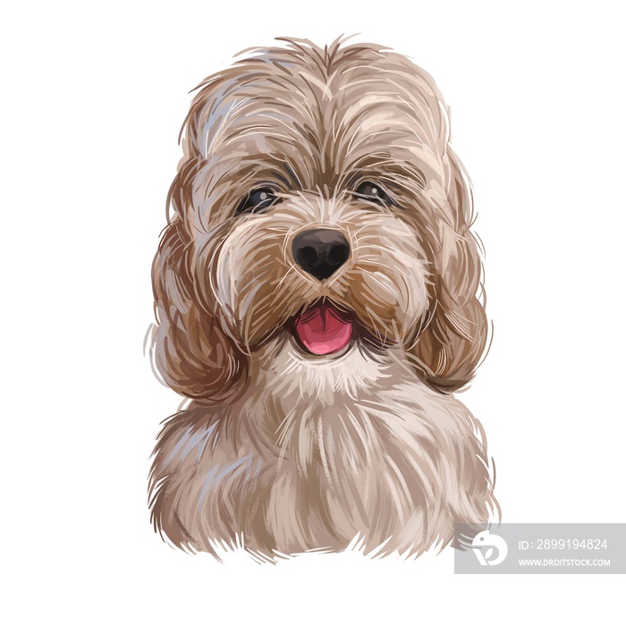 Golden Cockapoo dog可爱的犬类动物数字艺术插图。混血狗在Am之间杂交