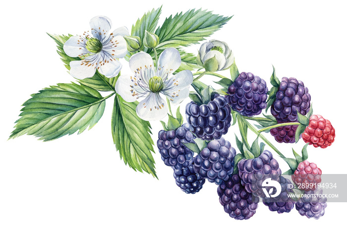 Ripe blackberries on a branch, isolated white background. Watercolor botanical illustration, Floral 