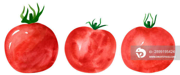 Set of different vegetables, hand drawn watercolor illustration. Tomato. Can be used for menu and re