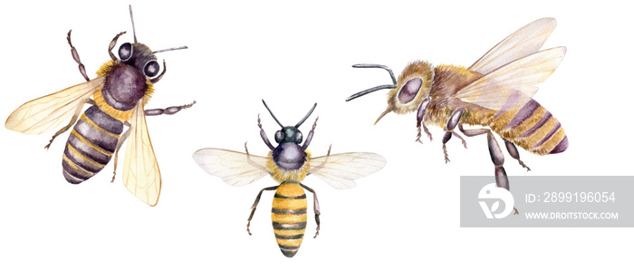 蜜蜂水彩插图，一组在白色背景上隔离的手绘昆虫。Bot