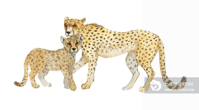 Hand drawn watercolor illustration with cute cheetahs. Baby and mother cheetah isolated on the white