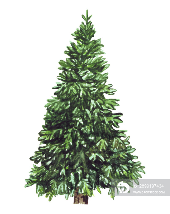 白色背景上的水彩画绿色圣诞树。用于印刷品、卡片的独立手绘元素