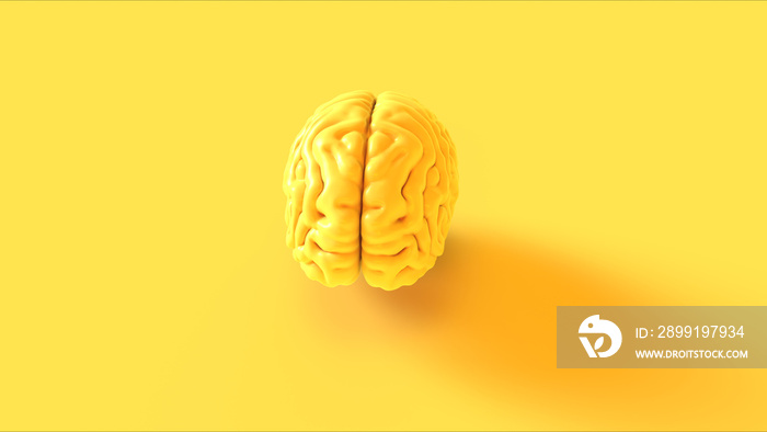 黄色人脑解剖模型三维插图三维渲染