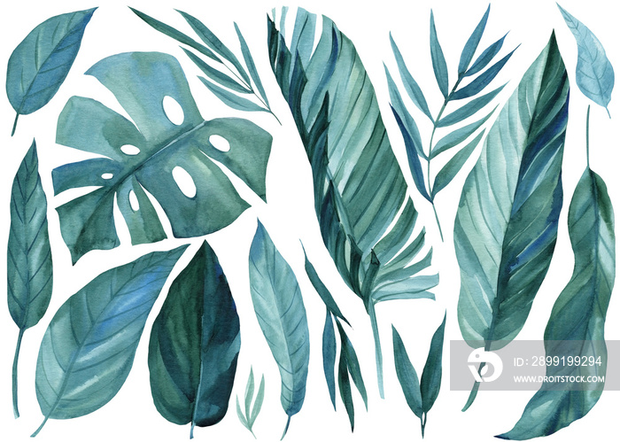 一组抽象的热带棕榈叶，背景为孤立的白色，水彩插图
