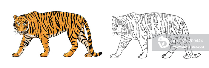 Tiger drawing. Digital template for coloring with big cats.