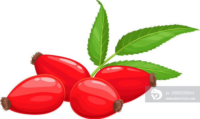 Rose hip red berries and leaves isolated flat icon