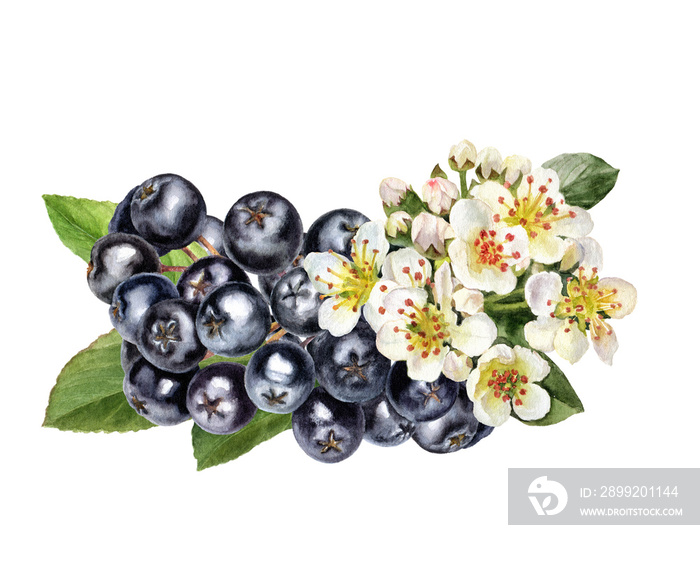 Bunch of chokeberry aronia berry with flowers and leaves composition watercolor illustration isolated on white background.