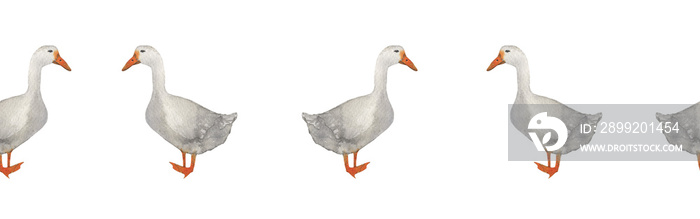 Goose border.Farm.Watercolor border on white background.Natural hand drawn border element