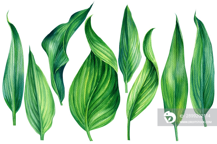 Collection tropical leaves. Watercolor plant illustration on isolated white background, jungle design