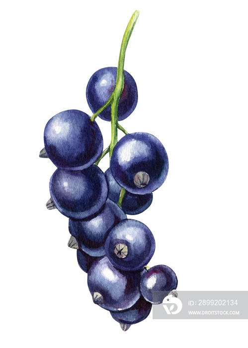 Ripe berries watercolor botanical illustration. black currant and leaf on a white background