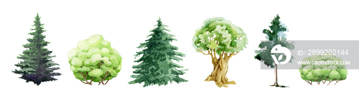 Tree and bush different type hand drawn set. Watercolor illustration. Spruce, oak, linden, birch, bush hand drawn forest, park tree set. Trees and bushes element on white background
