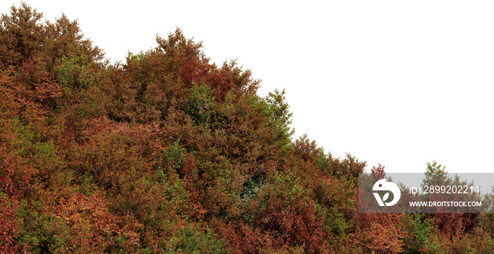 Autumn forest on a transparent background