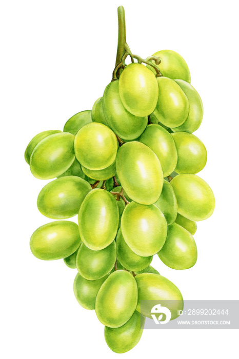 watercolor fruit grapes branch on isolated white background