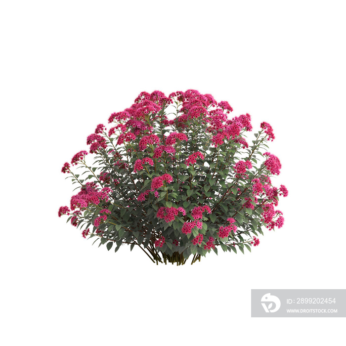 3d  of Spirea Japonica isolated on transparent background
