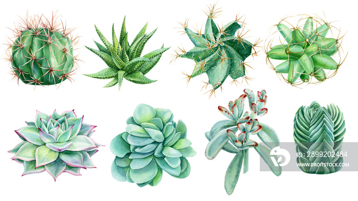 watercolor succulents on isolated white background