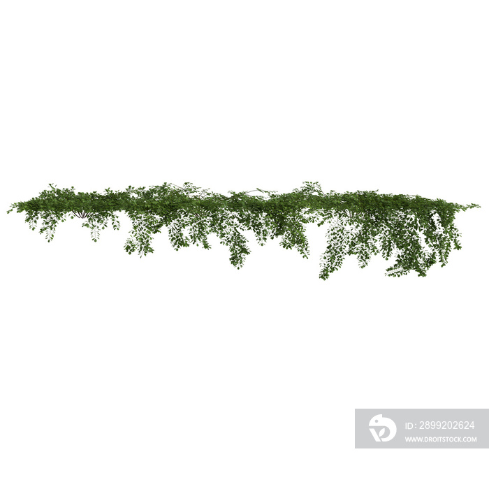 3d illustration of hanging plant isolated on white background