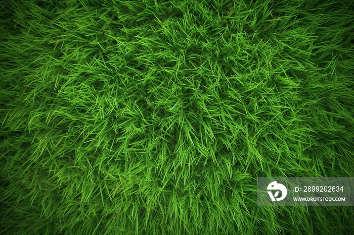 Top view artificial grass soccer field background texture