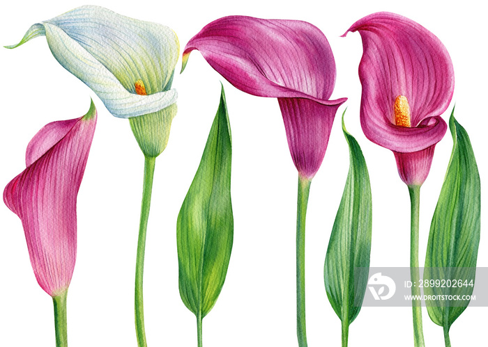 Set of watercolor flowers, calla, lily Zantedeschia flower isolated on a white background. Hand painted flora