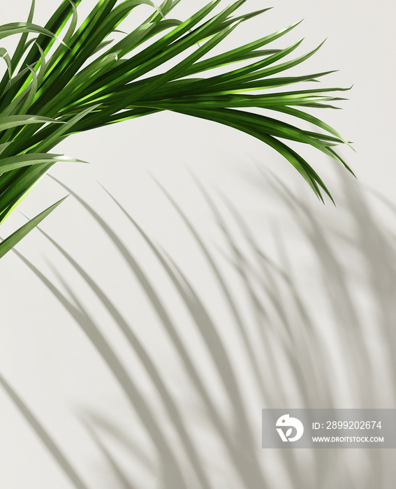 Fresh tropical green palm branch in sunlight, leaf show on blank clean cream white background for luxury nature organic cosmetic, skincare, beauty treatment product display 3D