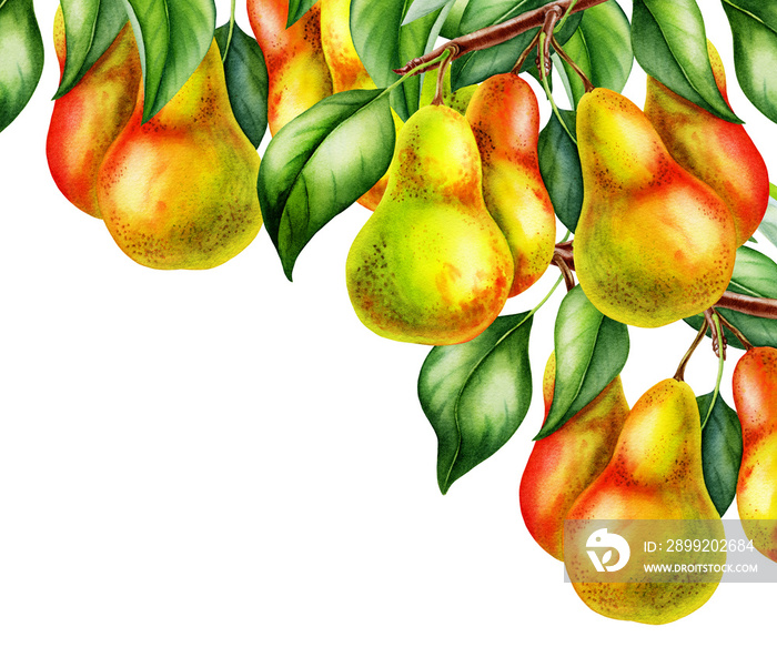 pear fruits realistic botanical watercolor illustration with tree branch leaves. ripe juicy isolated hand painted