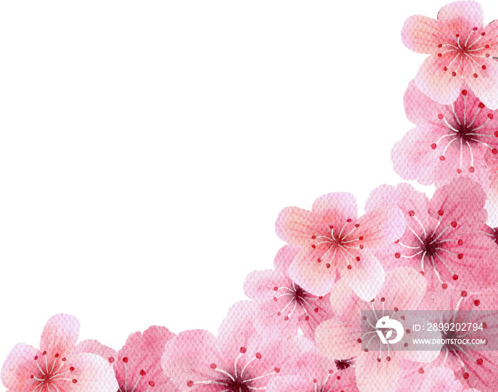 Cherry blossoms watercolor with transparent background