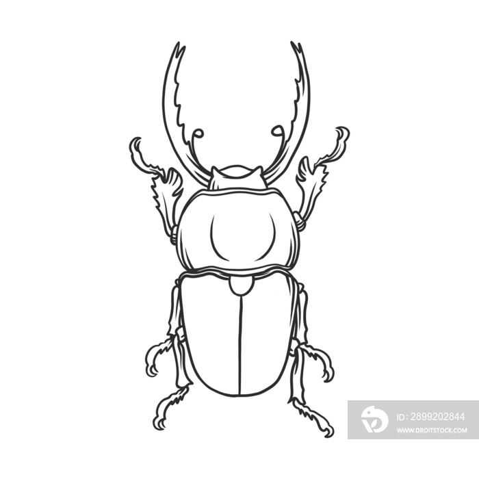 horned beetle Insects and bug illustration