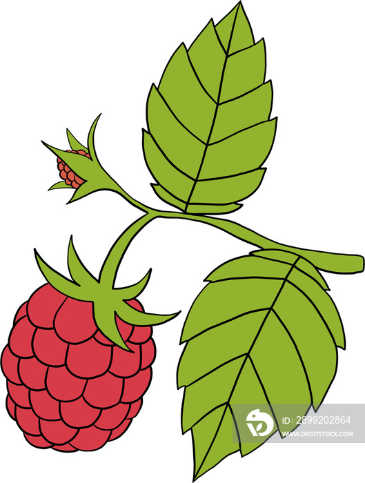 doodle freehand outline sketch drawing of raspberry fruit.