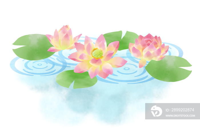睡蓮の花と水紋をモチーフにしたイラスト／Illustration with water lily flowers and water ripples as a motif